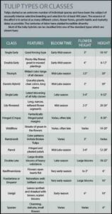 Types of Tulips Image